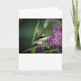 Hummingbird Moth, kort