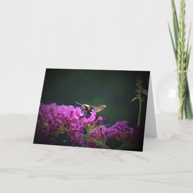 Hummingbird Moth, kort (Framsida)