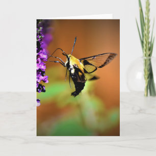 Hummingbird Moth, kort