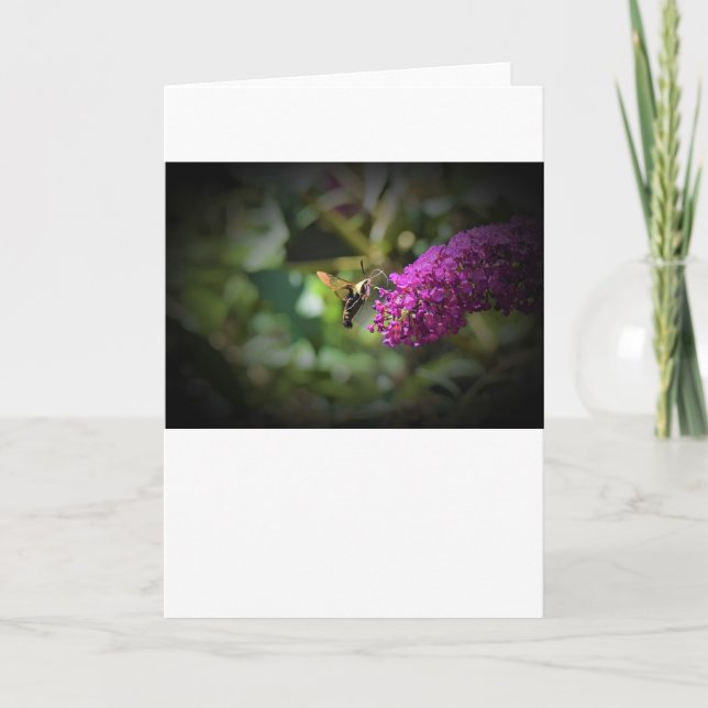 Hummingbird Moth, kort (Framsida)