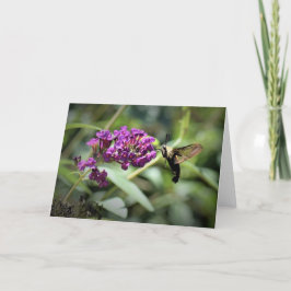 Hummingbird Moth, kort