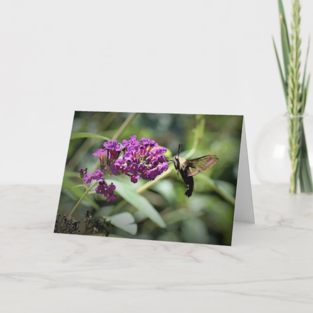 Hummingbird Moth, kort (Framsida)