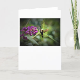Hummingbird Moth, kort