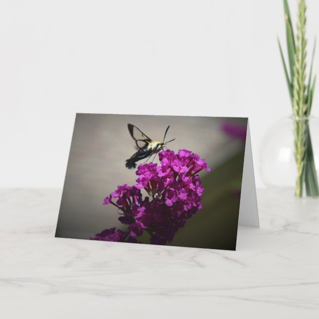 Hummingbird Moth, kort (Framsida)