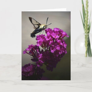 Hummingbird Moth, kort