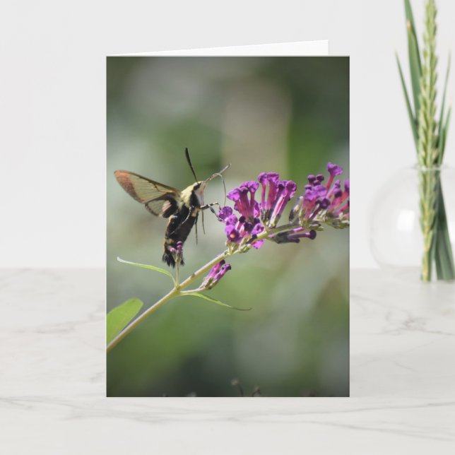 Hummingbird Moth, kort (Framsida)