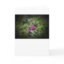 Hummingbird Moth, kort