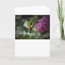 Hummingbird Moth, kort