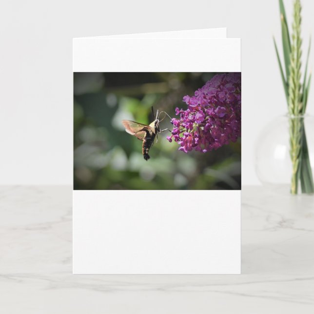 Hummingbird Moth, kort (Framsida)