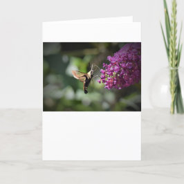 Hummingbird Moth, kort