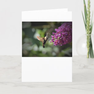 Hummingbird Moth, kort