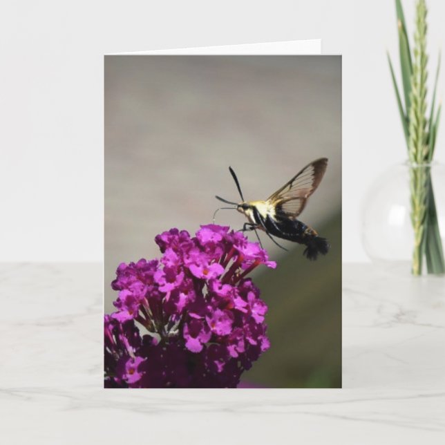 Hummingbird Moth, kort (Framsida)