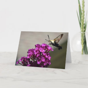Hummingbird Moth, kort