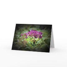 Hummingbird Moth, kort