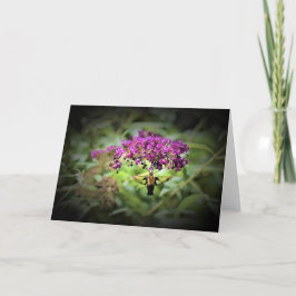 Hummingbird Moth, kort