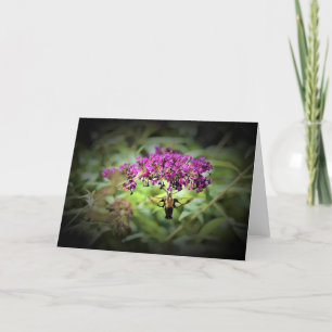 Hummingbird Moth, kort