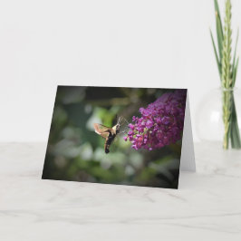 Hummingbird Moth, kort