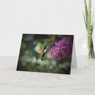 Hummingbird Moth, kort