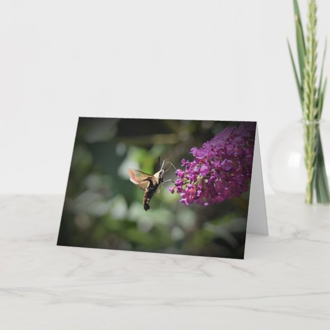 Hummingbird Moth, kort (Framsida)