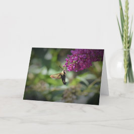 Hummingbird Moth, kort