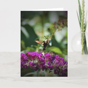Hummingbird Moth, kort