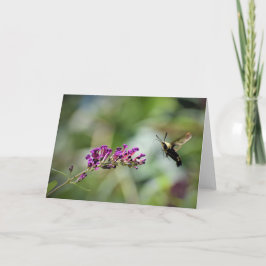 Hummingbird Moth, kort