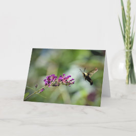 Hummingbird Moth, kort