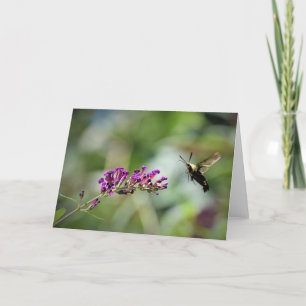 Hummingbird Moth, kort