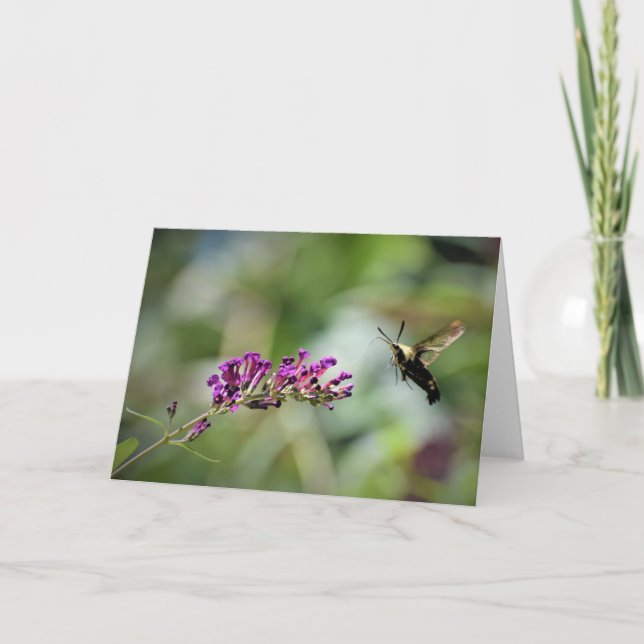 Hummingbird Moth, kort (Framsida)