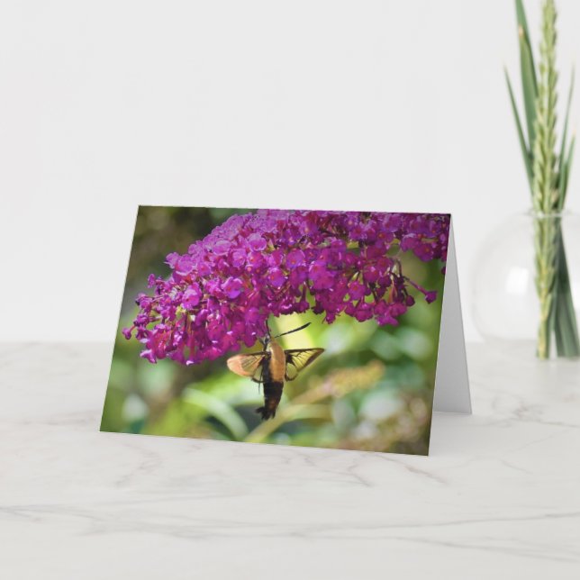 Hummingbird Moth, kort (Framsida)