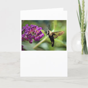 Hummingbird Moth, kort