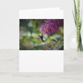 Hummingbird Moth, kort