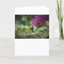 Hummingbird Moth, kort