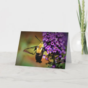 Hummingbird Moth, kort