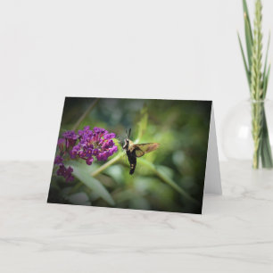 Hummingbird Moth, kort