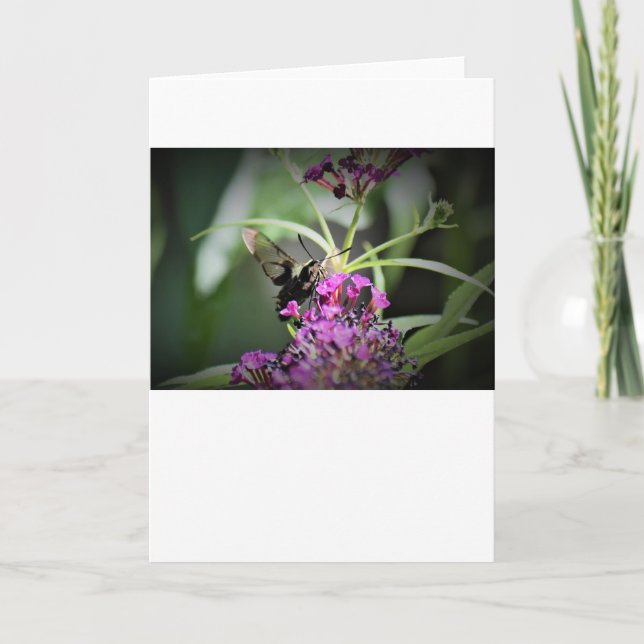 Hummingbird Moth, kort (Framsida)