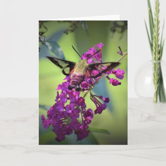 Hummingbird Moth, kort (Framsida)