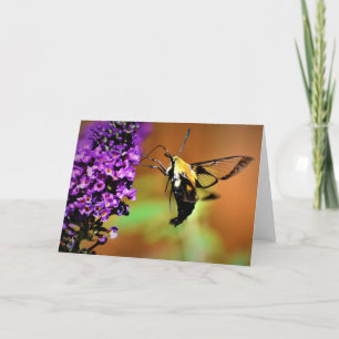 Hummingbird Moth, kort