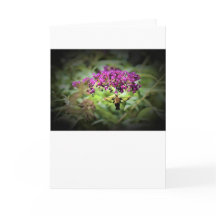 Hummingbird Moth, kort