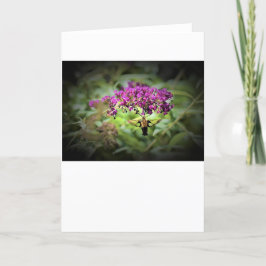 Hummingbird Moth, kort