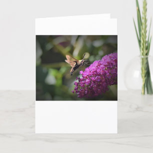 Hummingbird Moth, kort