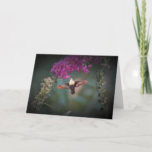 Hummingbird Moth, kort
