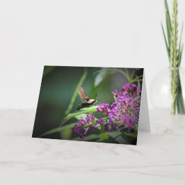 Hummingbird Moth, kort