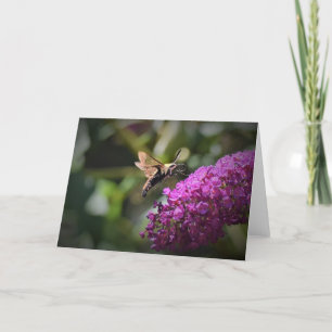 Hummingbird Moth, kort