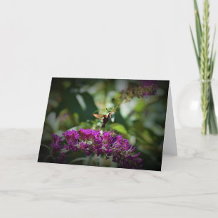Hummingbird Moth, kort