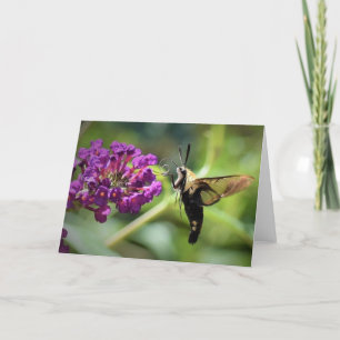Hummingbird Moth, kort