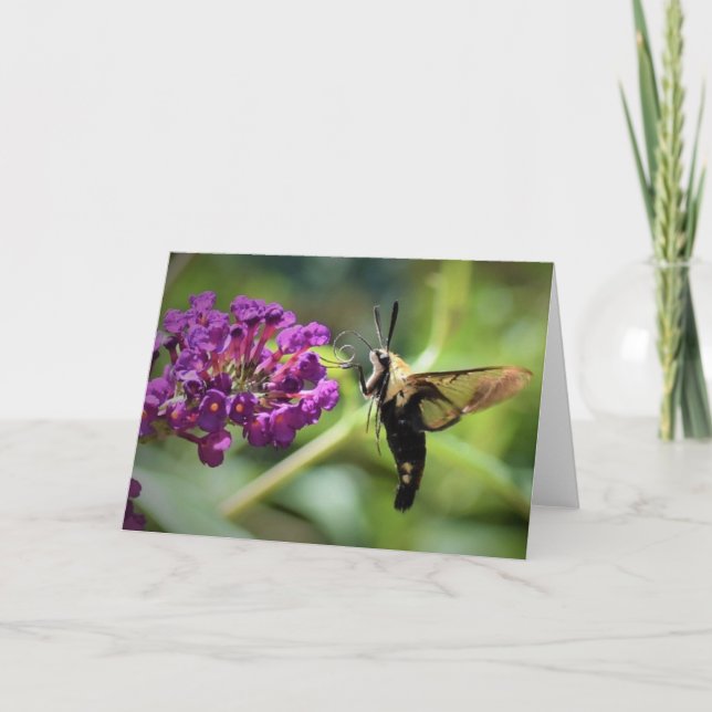Hummingbird Moth, kort (Framsida)