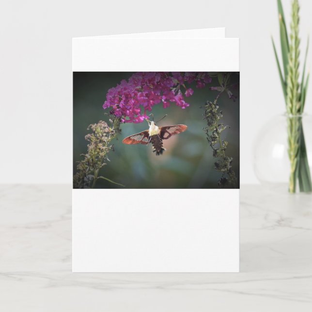 Hummingbird Moth, kort (Framsida)