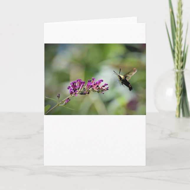 Hummingbird Moth, kort (Framsida)