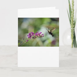 Hummingbird Moth, kort
